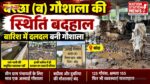 बरछा (ब) की गौशाला बदहाल, बारिश में दलदल बन जाता है परिसर